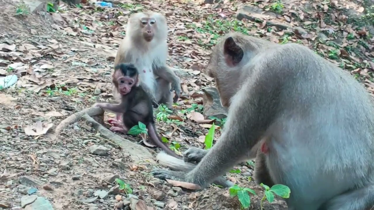 Monkey Love: Baby Monkeys and Their Parents in a Touching Moment 💖🐵