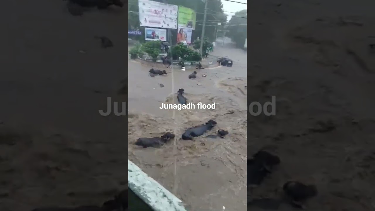 Junagadh heavy rain 