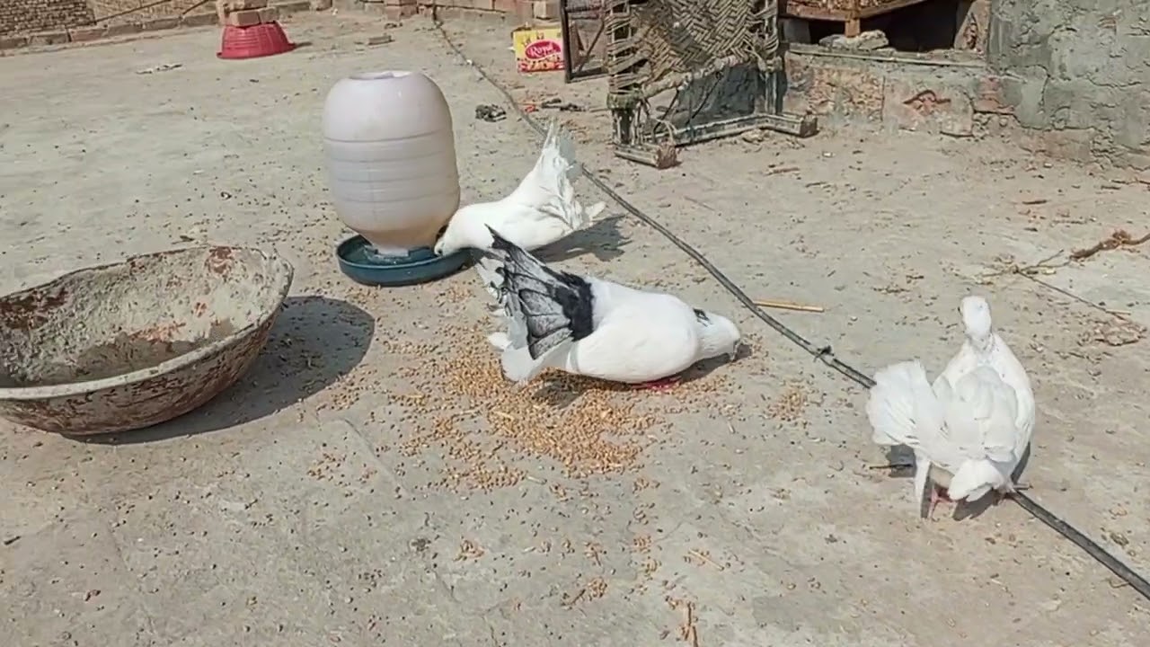 Mera lucky pigeon na phir egg utar dia #kabutarandekabdetehain #pigeon #kabutar 