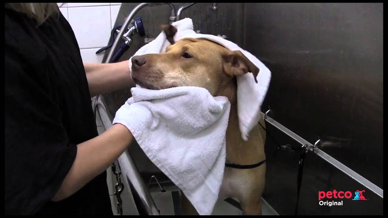 Petco Grooming Salon Tour