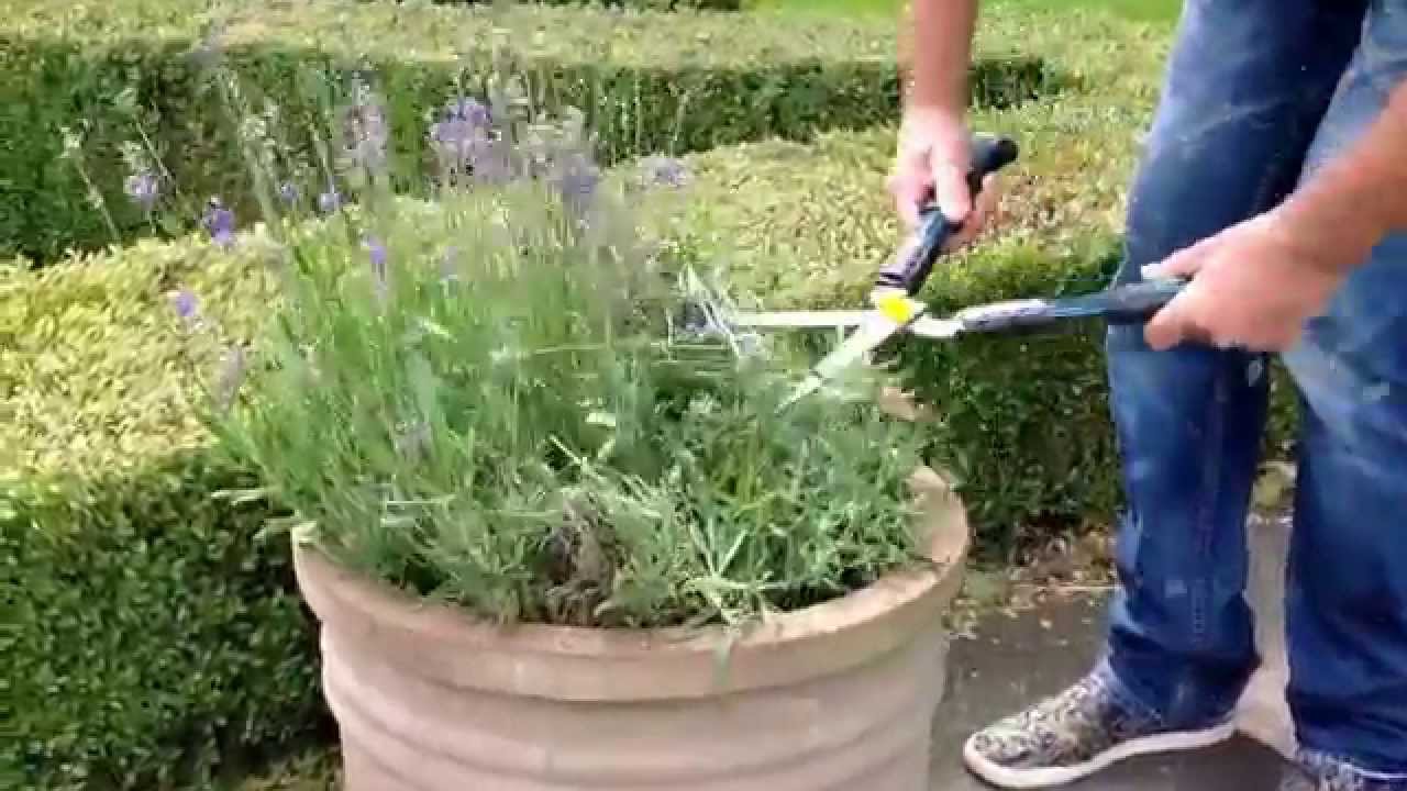 Lavendel snoeien| ton de tuinman