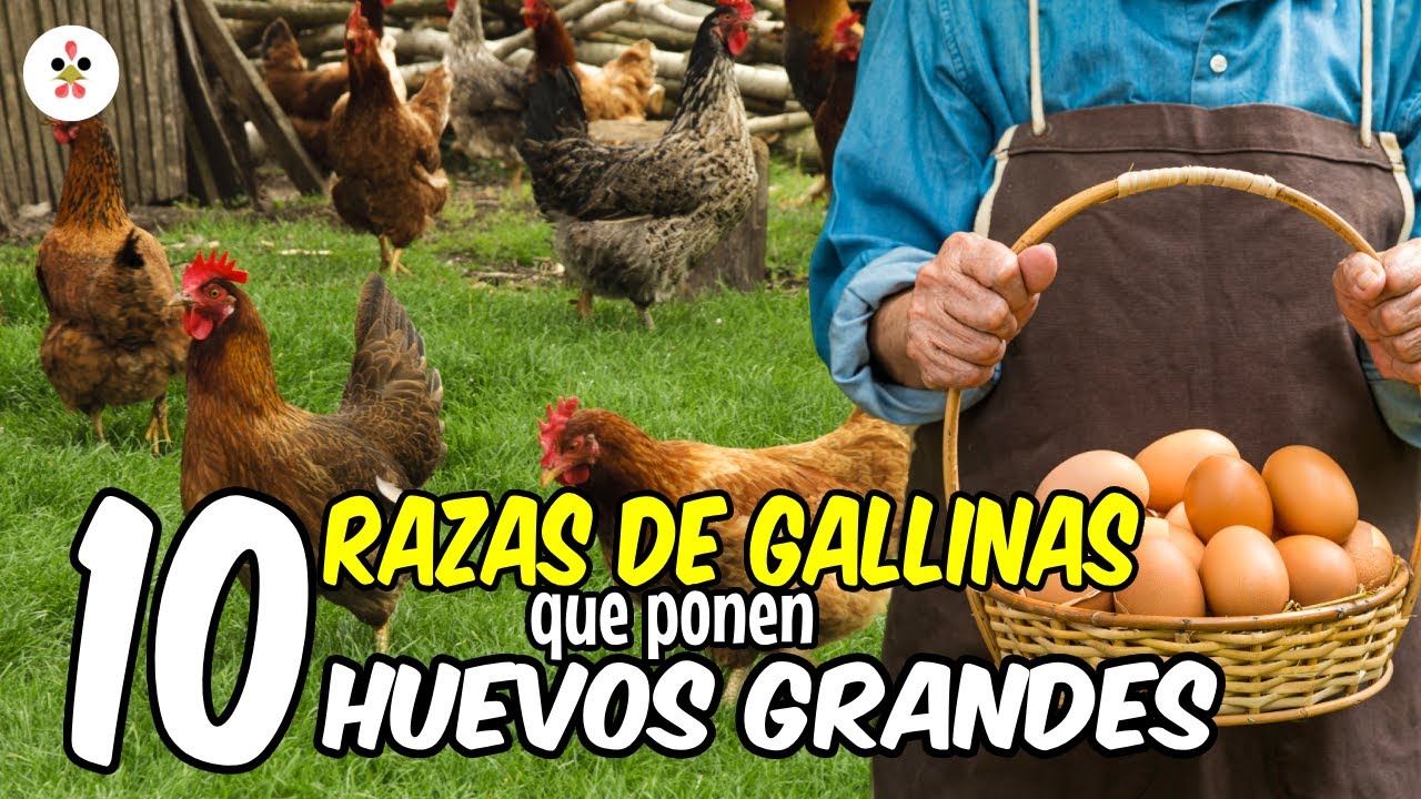 10 razas de gallinas ponedoras de huevos grandes