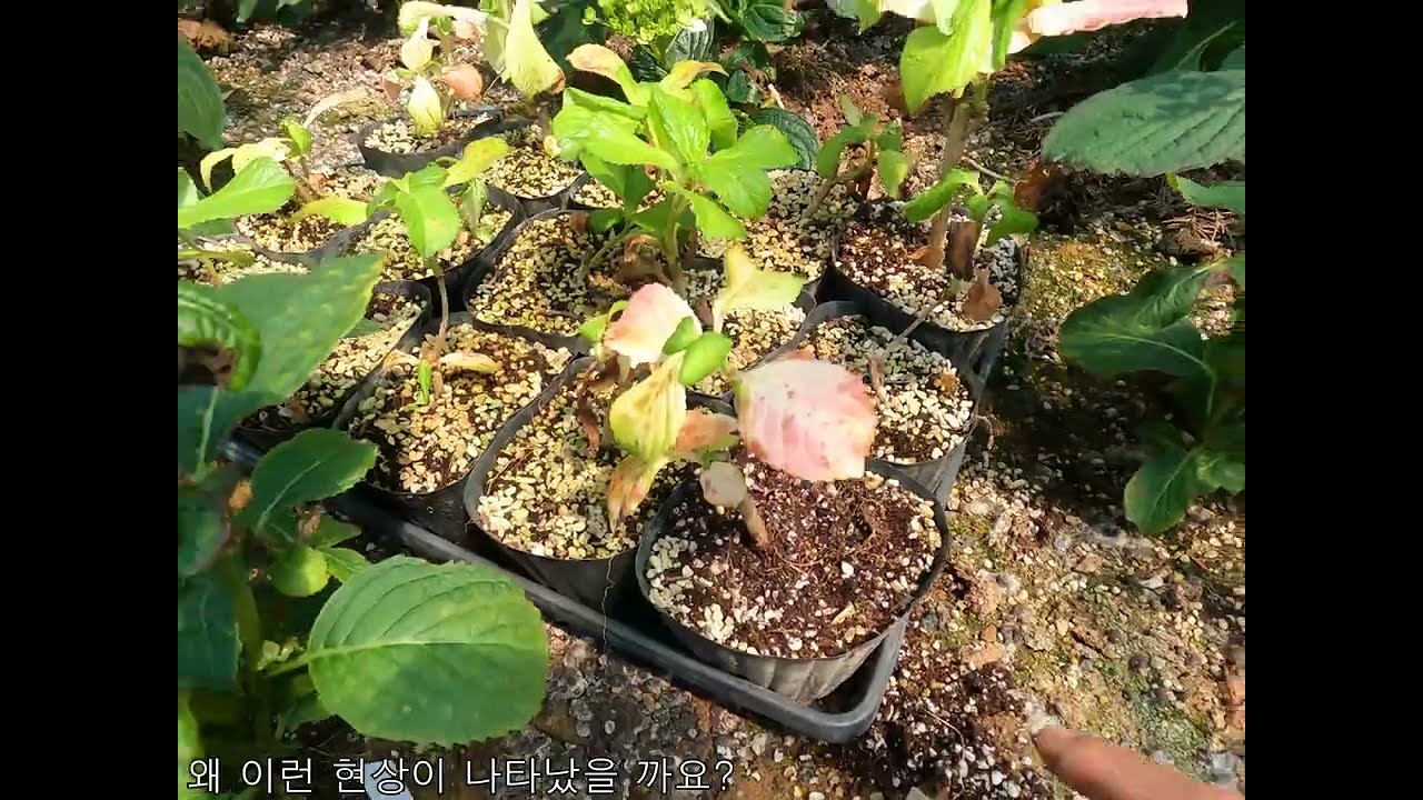 비료 : 수국 잎의 영양 결핍 증상 1편,   꼭1.5배로 시청하세요. 안그럼 졸려요.