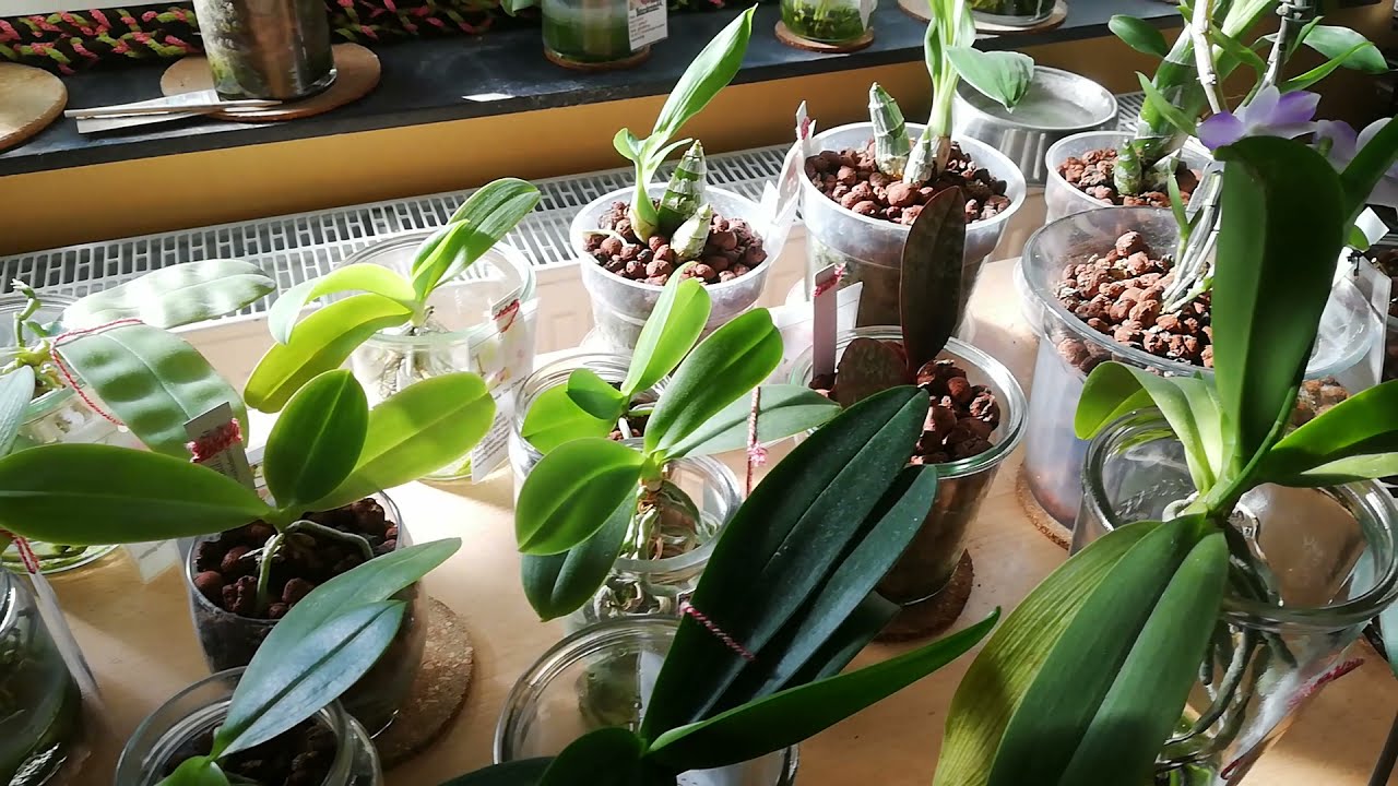 Update blühende Orchideen in Wasserkultur, Blähton, Orchitop