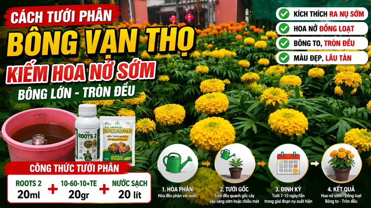 cách tưới phân kìm bông nở sớm hiệu quả, huỳnh cập nhật 