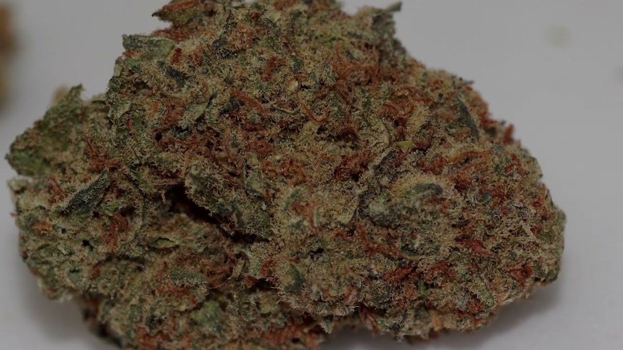 Cannabis grown in Organic Living Soil&mdash; Harbor Farmz Orange Cookies