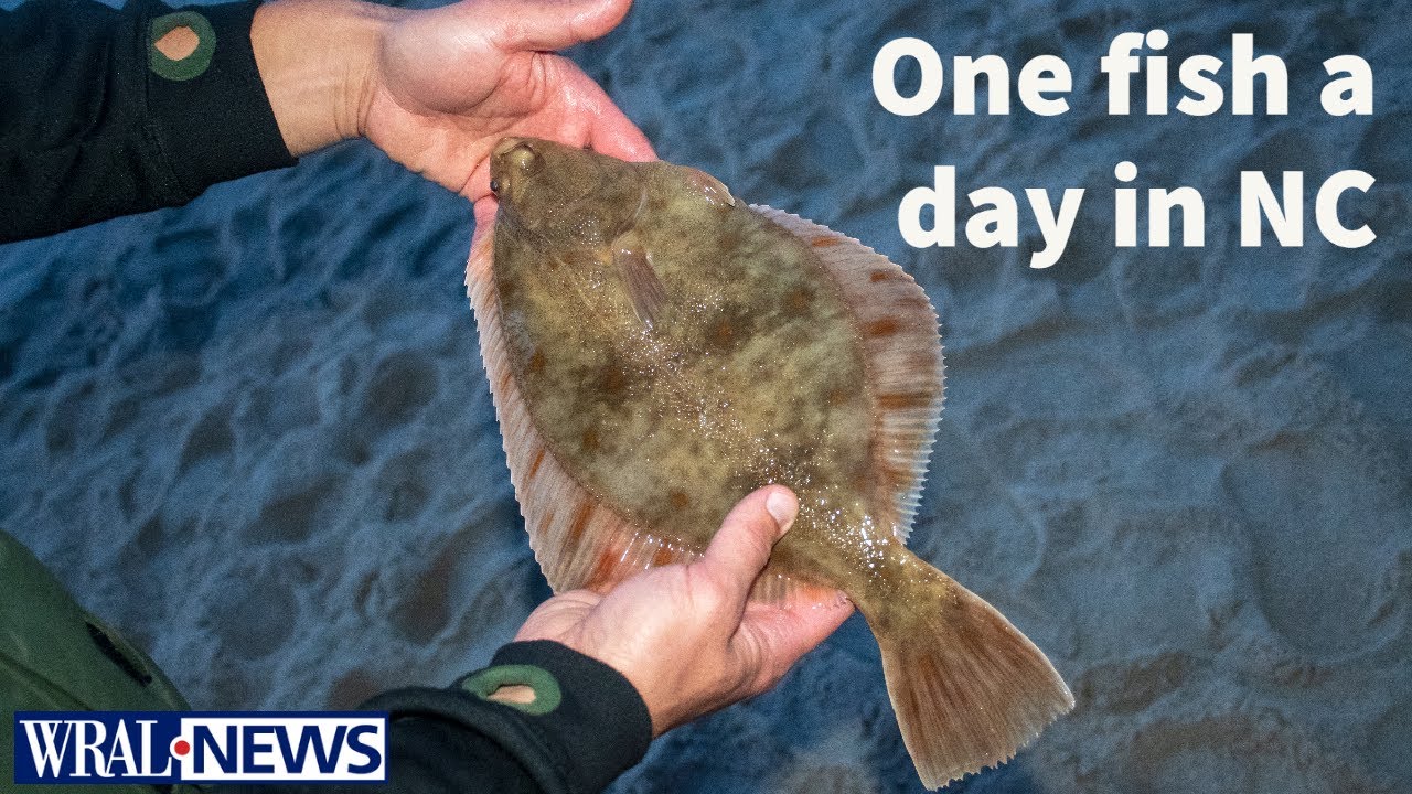 One fish per day: Overfishing prompts limits on North Carolina flounder