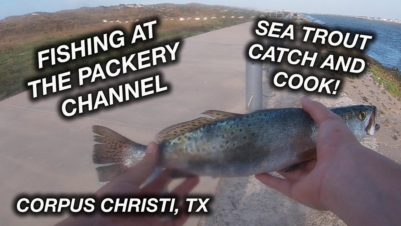 FISHING AT THE PACKERY CHANNEL (Speckled Trout Catch and Cook)
