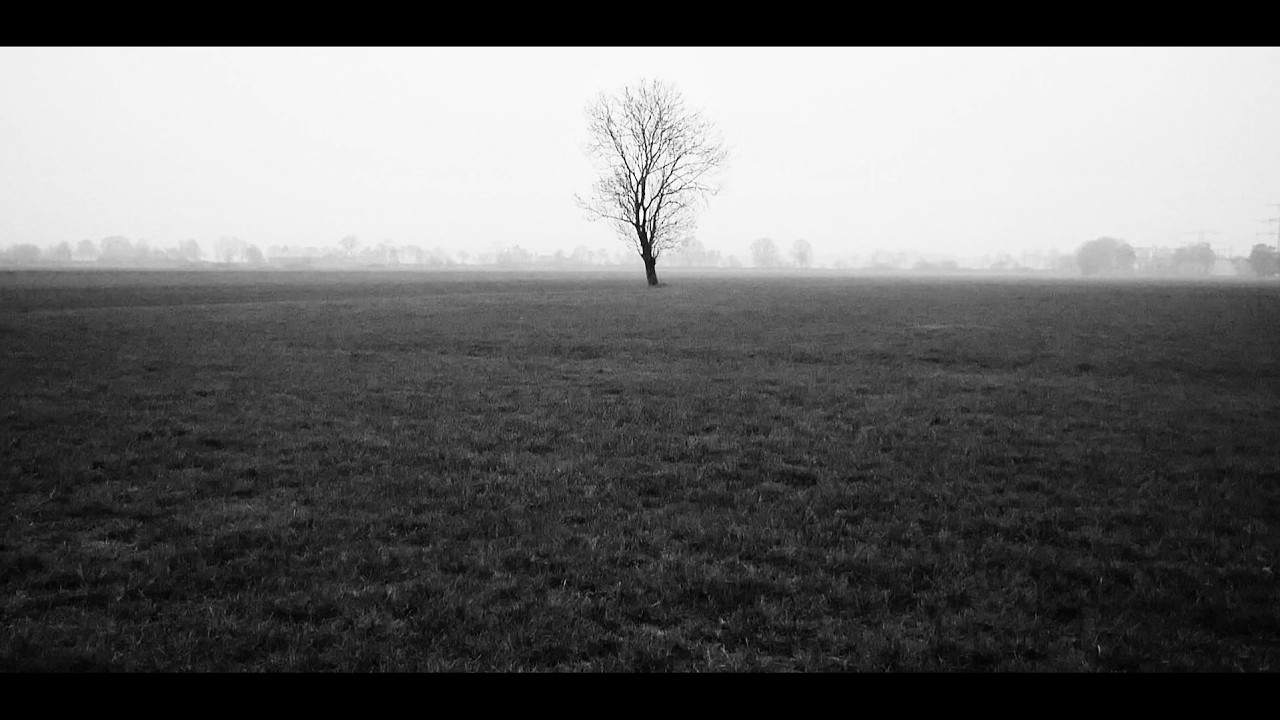 The Solitary Tree
