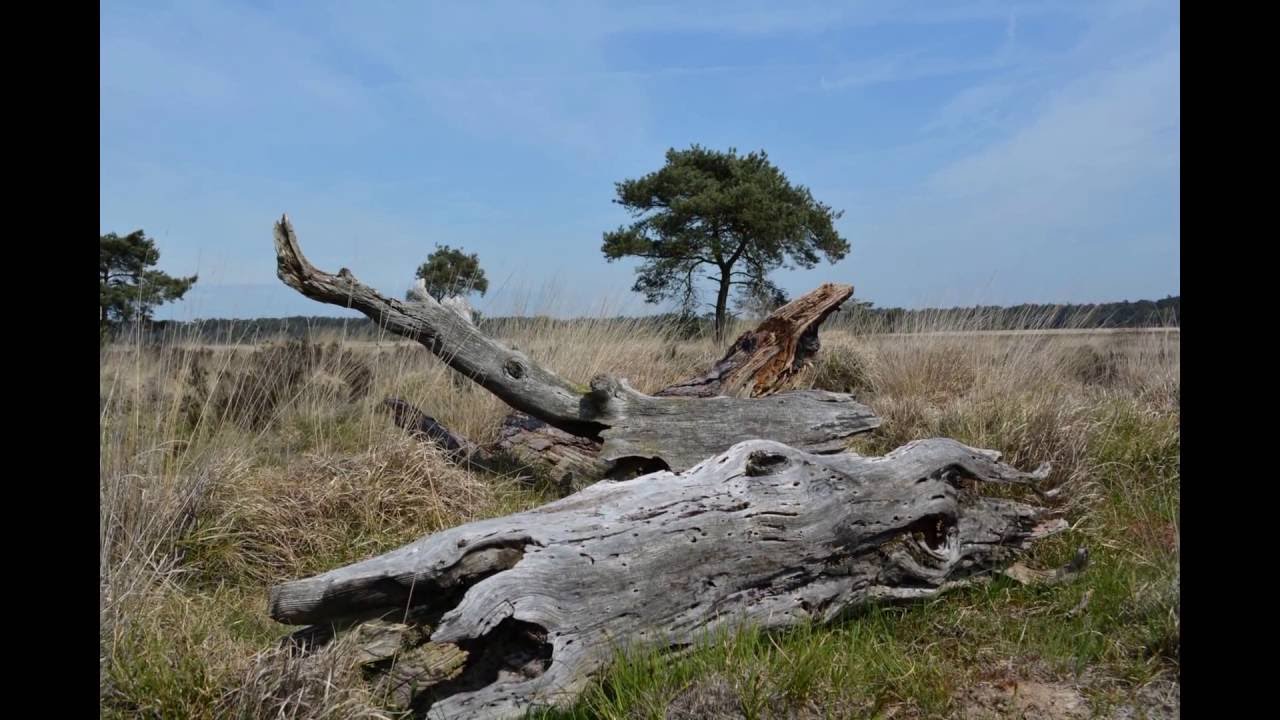 Belgium nature in Kalmthoutse heide