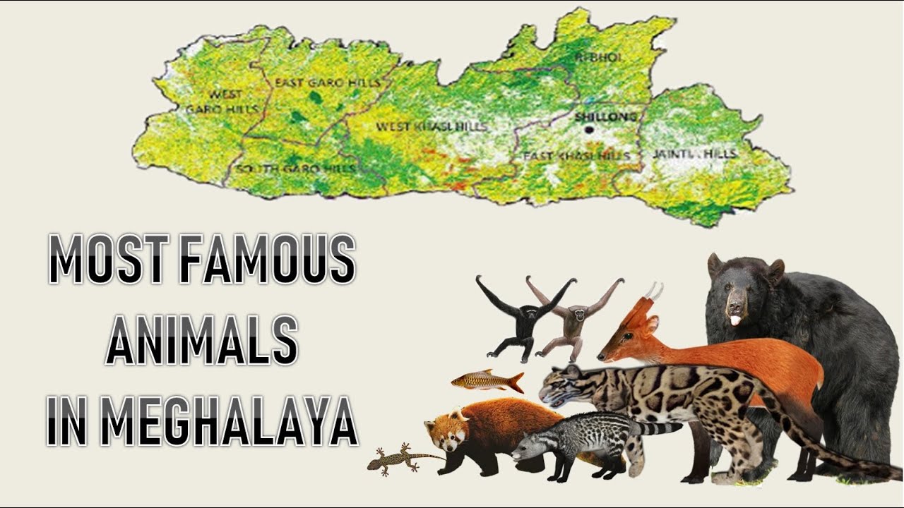 Знаменитые животные ll Ri Khasi