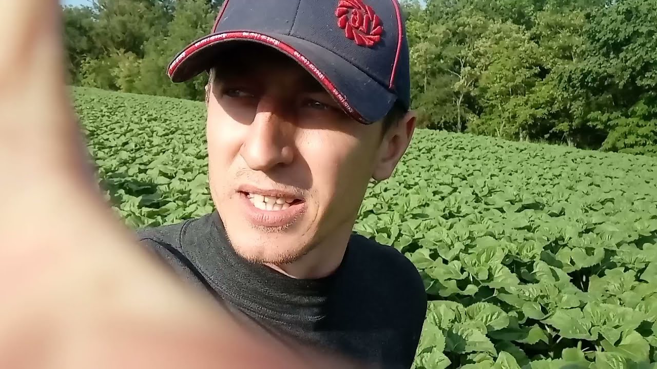 Состояние подсолнечника 🌻🌻🌻🌻🌻 лимагрейн LG59580 на 5 июня 2021 года!