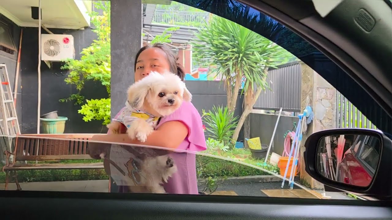 MAU IKUT MAMI #trixie #PETLOVER #ANJINGLUCU #pets #anabulkesayangan