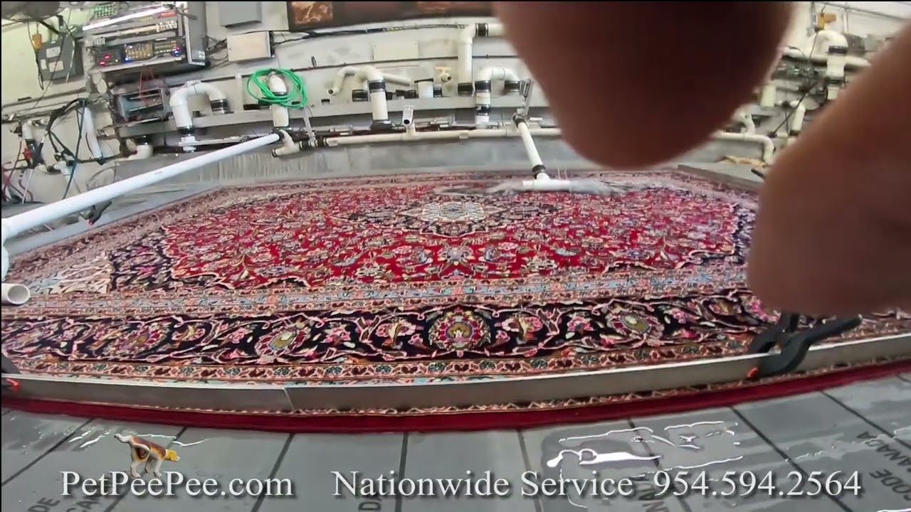 Persian carpet Little Dog urine Odor & PetPeePee service