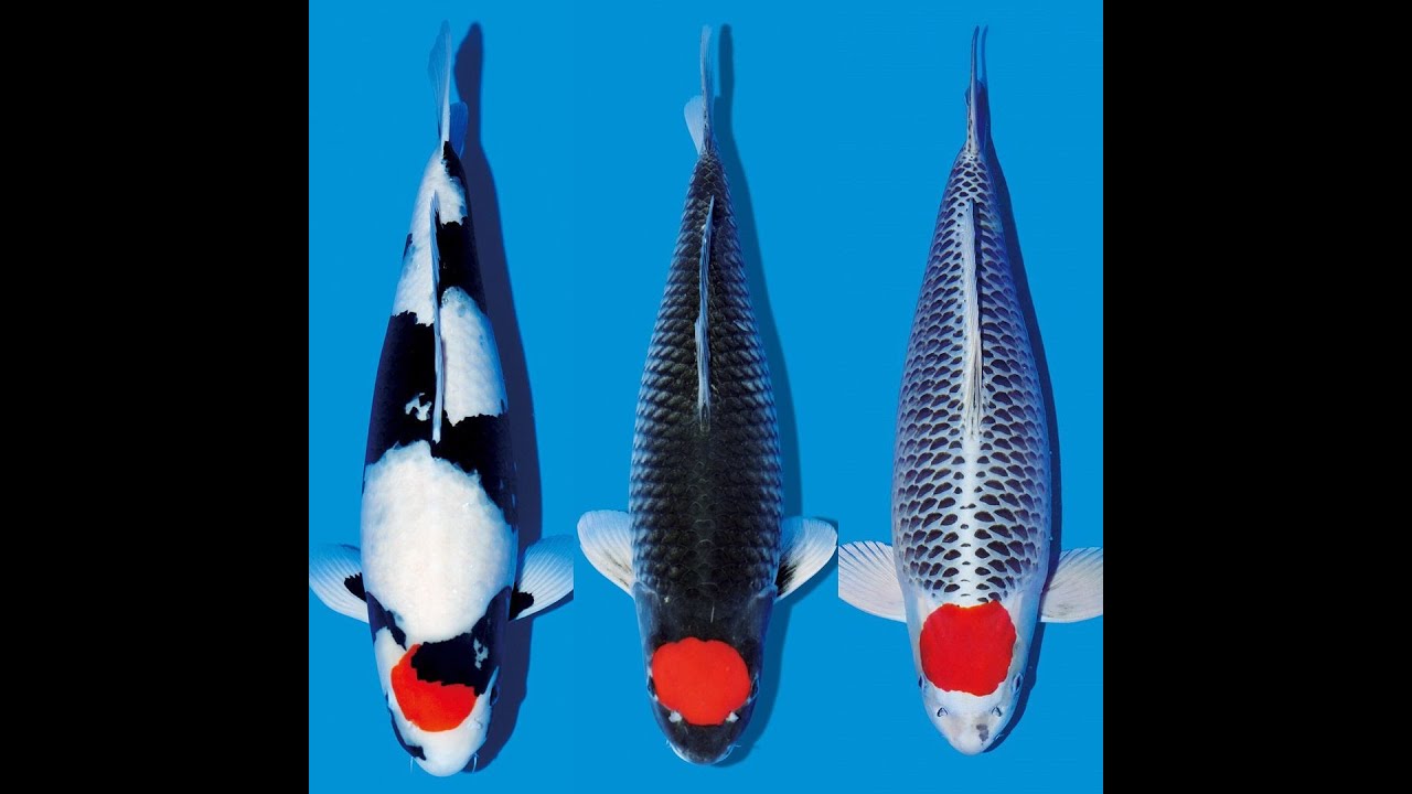 Cách phân biệt KOI NHẬT - KOI LAI - KOI F1 | How to distinguish JAPANESE KOI - LAI KOI - F1 KOI