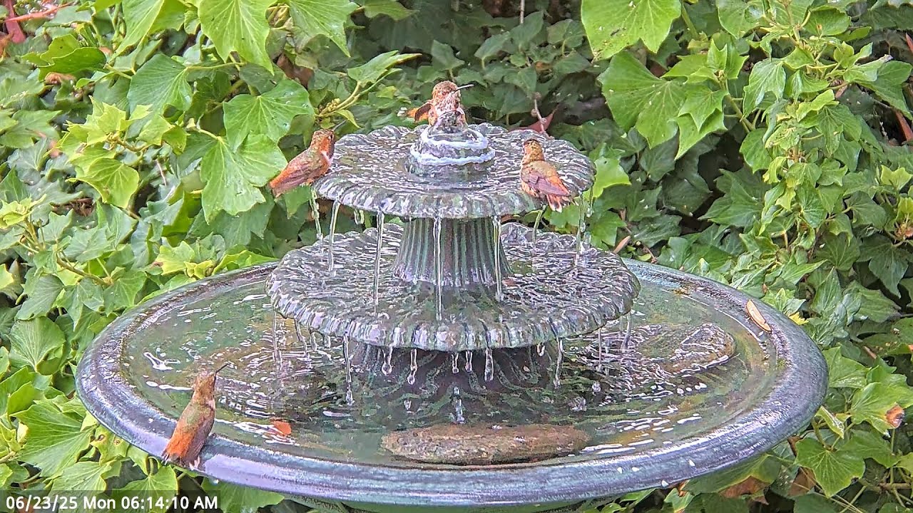 Hummingbirds Enjoy Their Morning Bath at the Fountain #hummingbird #waterfountain #birdbaths #nature