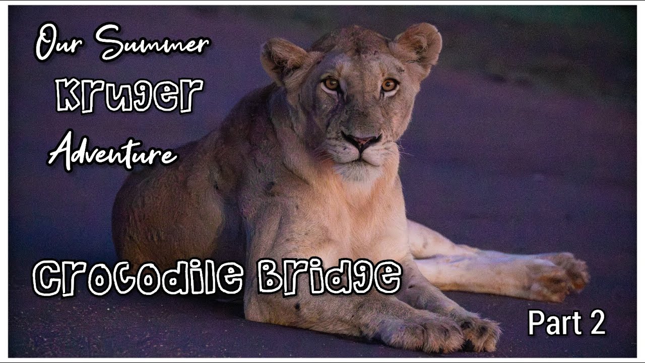 Our Kruger National Park Summer Adventure, Part 2 - Crocodile Bridge