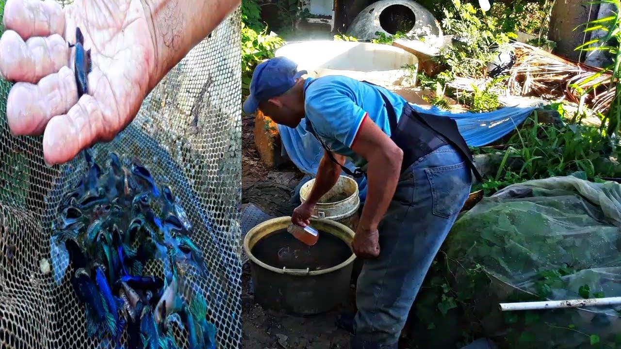Te sorprenderá el gigantesco!! Tamaño que alcanzan los bettas de este criador