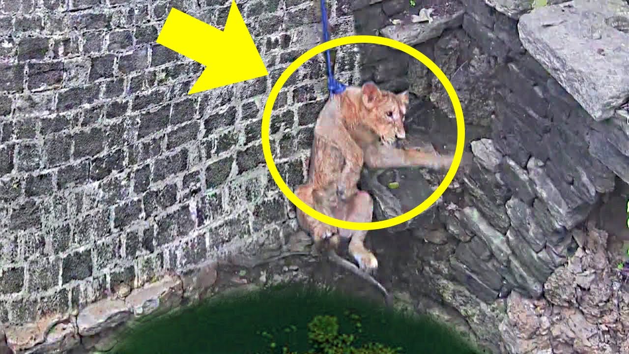 When Locals Saw A Lion Drowning In Deep Well, They Put Full Efforts To Rescue Him