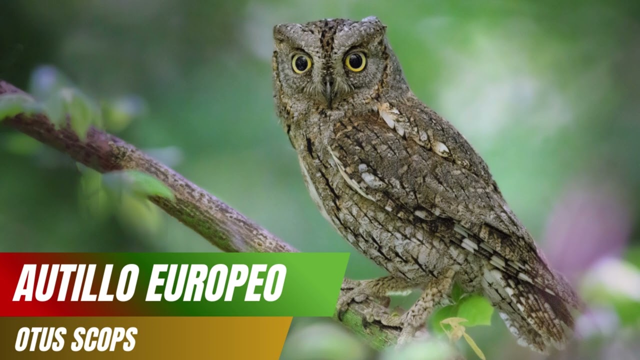 Canto del Autillo Europeo (Otus scops) 🦉🌙