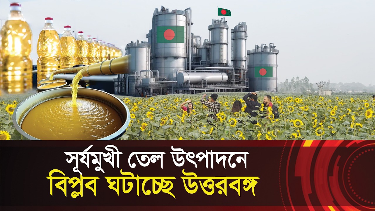 সূর্যমুখী তেল উৎপাদনে বিপ্লব ঘটাচ্ছে উত্তরবঙ্গ !! বাংলাদেশ এখন আত্মনির্ভরতার পথে !! Sunflower Oil