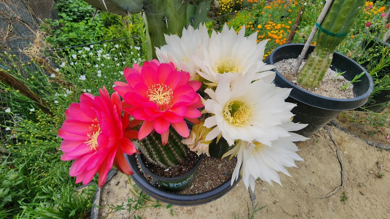 Trichocereus o Cactus a Antorcha en todo su esplendor