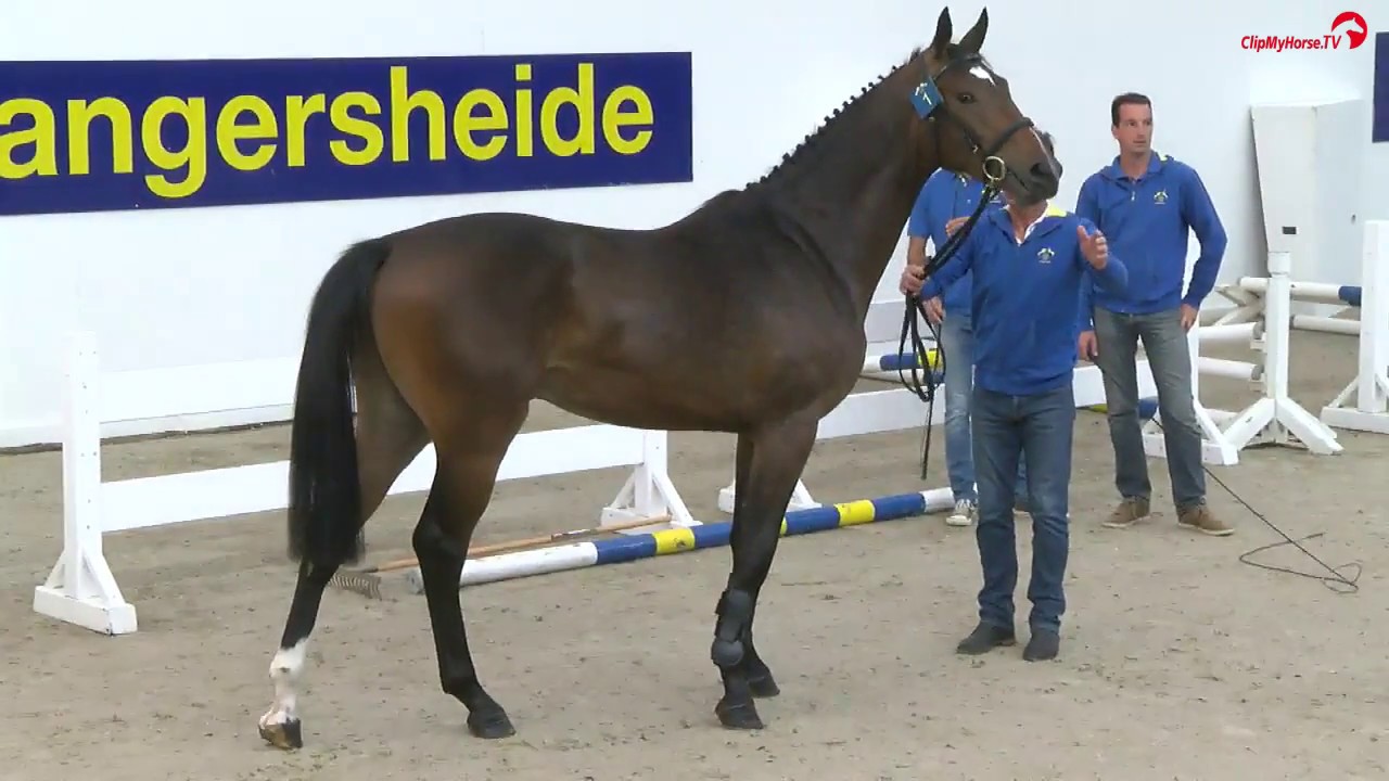 Aganix du Seigneur X Quantum - 3yo stallion - full video