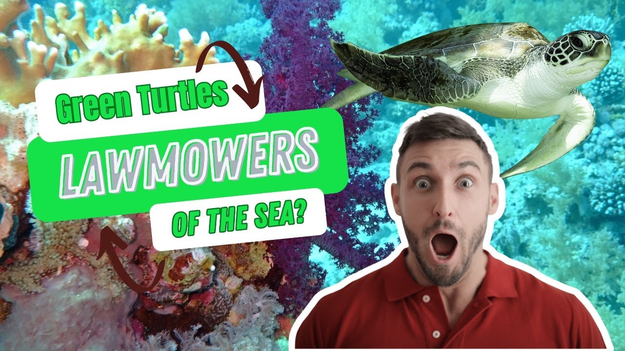Green Sea Turtles - The Undersea Lawnmowers