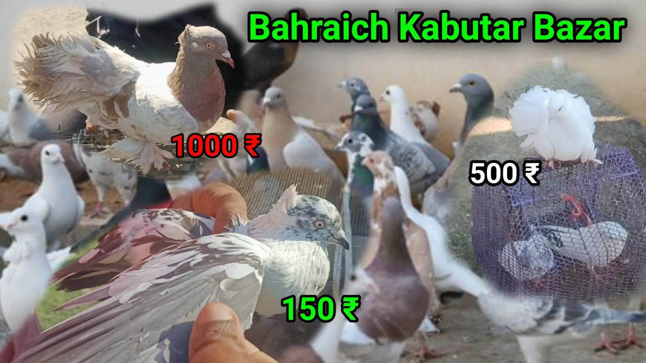 Bahraich kabutar bazar | इतने सस्ते कबूतर | Bahraich ka sabse bada kabutar bazar |Meraj Crazy Vlogs