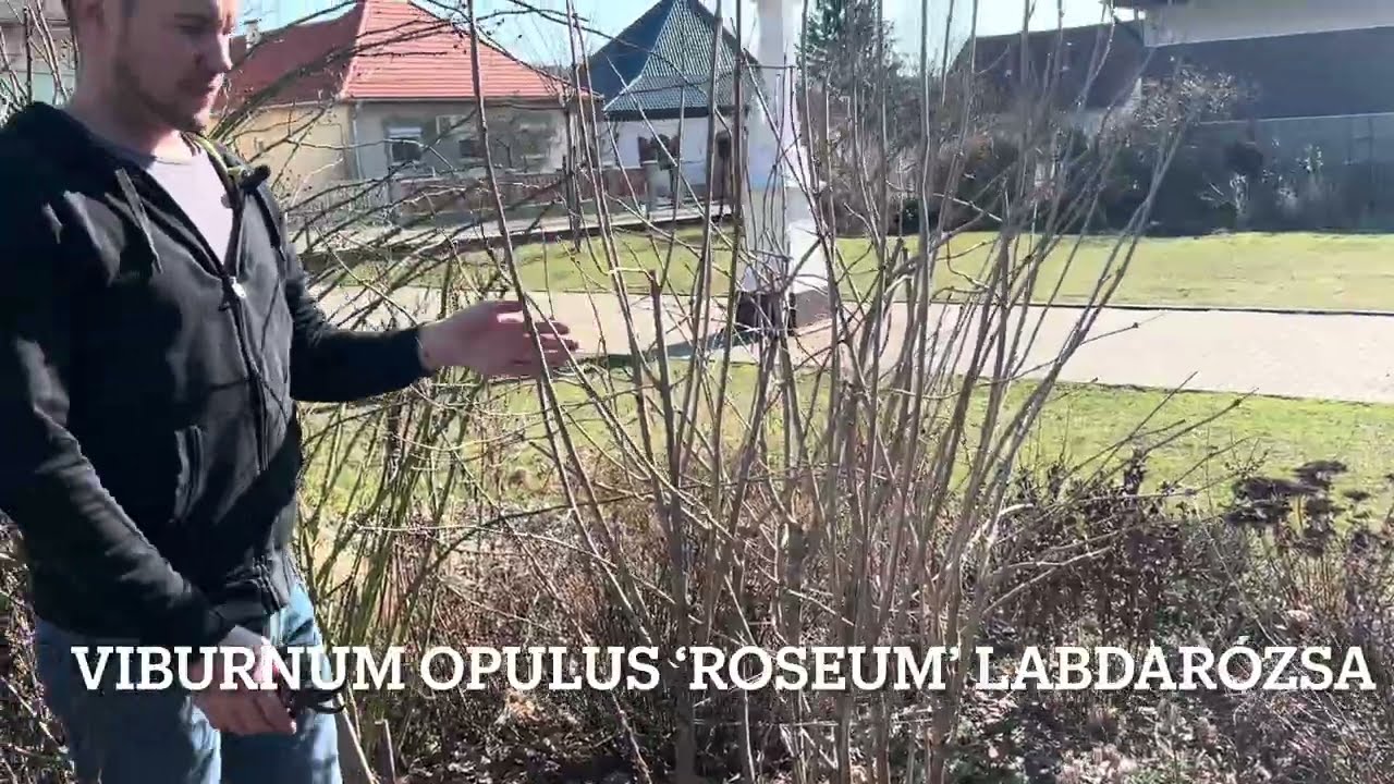Négy éves, vegyes határoló cserjesáv tavaszi alakító metszése ✂️
