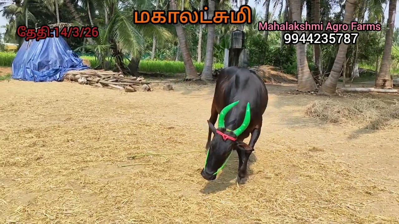 3 ஈத்து அதிக கறவை காரி சினை பசு #காங்கயம்#cattle farm#நாட்டுமாடு#cow#milkbreed#dairy#