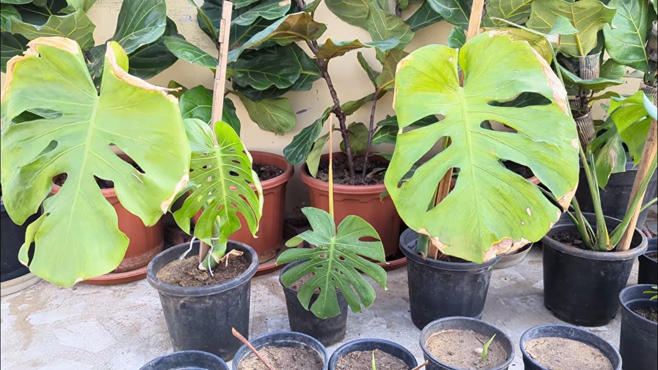 Monstera Deliciosa Propagation and it's best potting mix