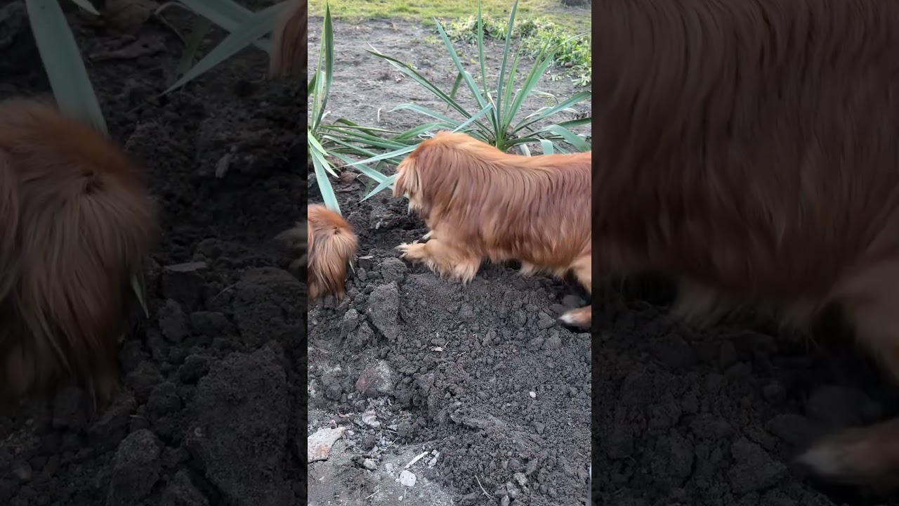 Tak się kopie mamuśka #foryou #dog #subscribe #shortvideo #doggielife #dogshorts #garden #love #like