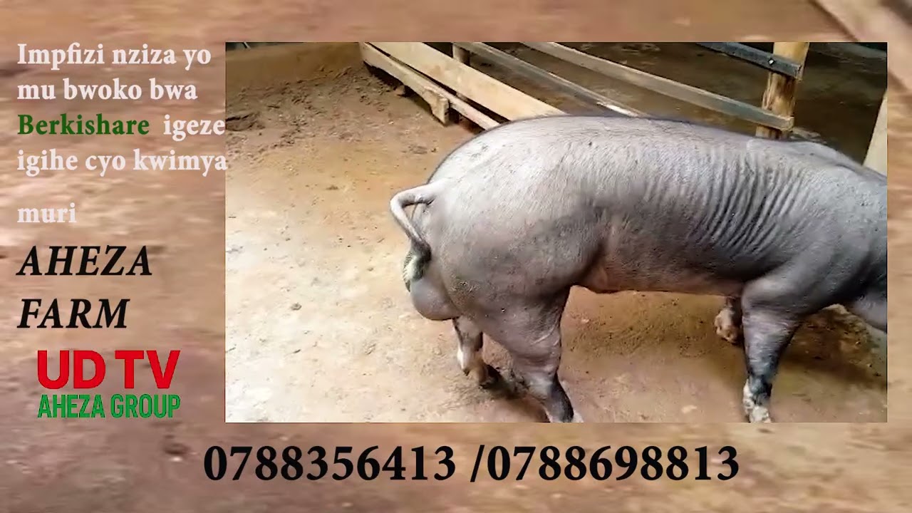 impfizi nziza wakwifashisha mu bworozi (Berkshare ) mu gutanga umusaruro mwiza w'imbyeyi n'izinyama