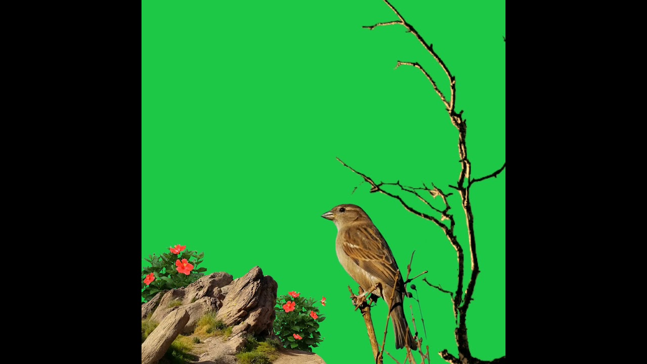 bird green screen