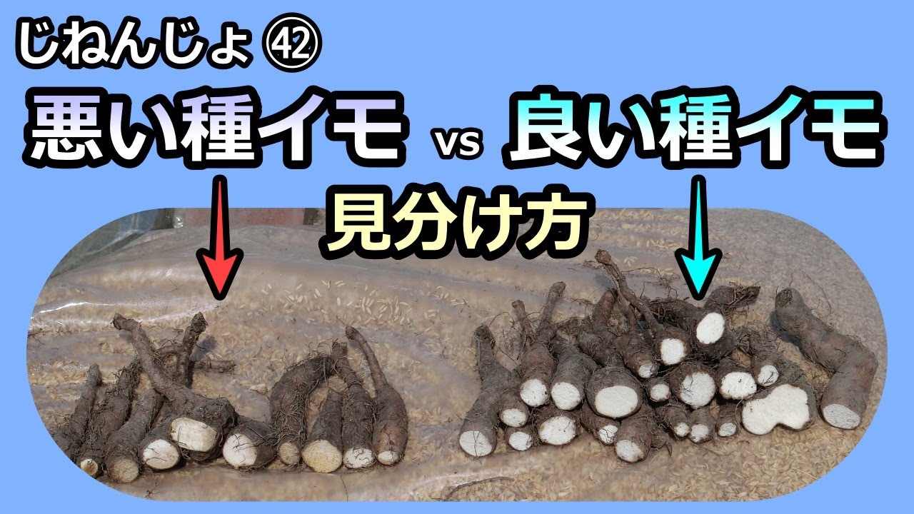【楽々】自然薯ななめ栽培㊷ 良い種イモと悪い種イモの選別