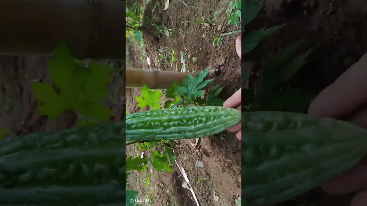 matapos ang 2months of hardwork namunga na ang ampalaya,🙏🙏