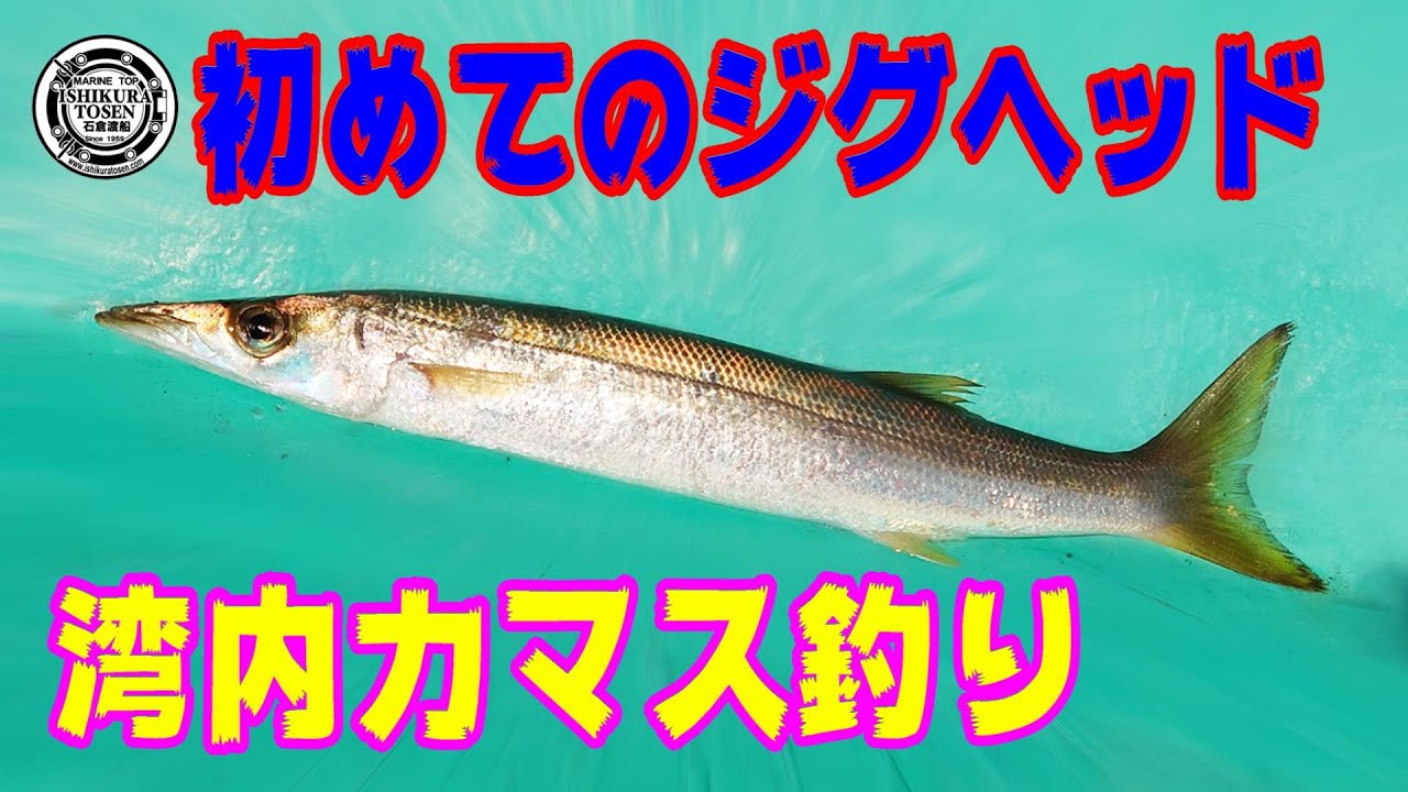 湾内カマス釣り【初めてのジグヘッド】