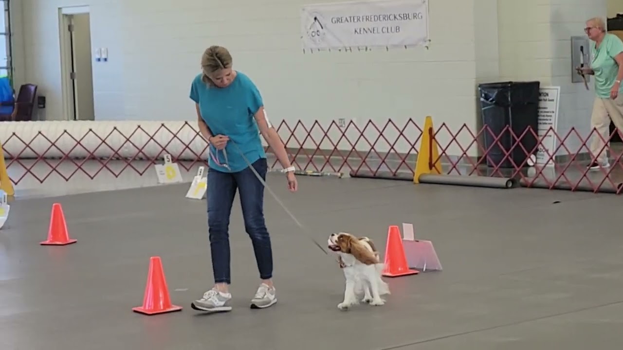 AKC Rally Novice Trial