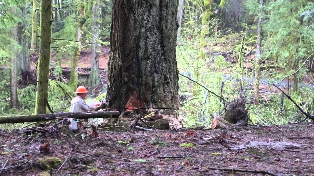 Logging in Washington State - April 2014