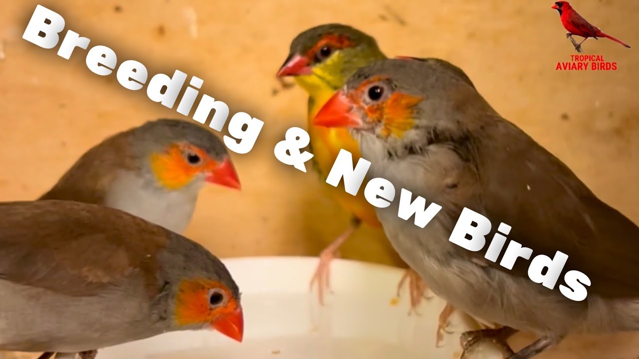 New Birds for the Aviary and Breeding Status (waxbills, gouldian finches, parrotfinches and more)