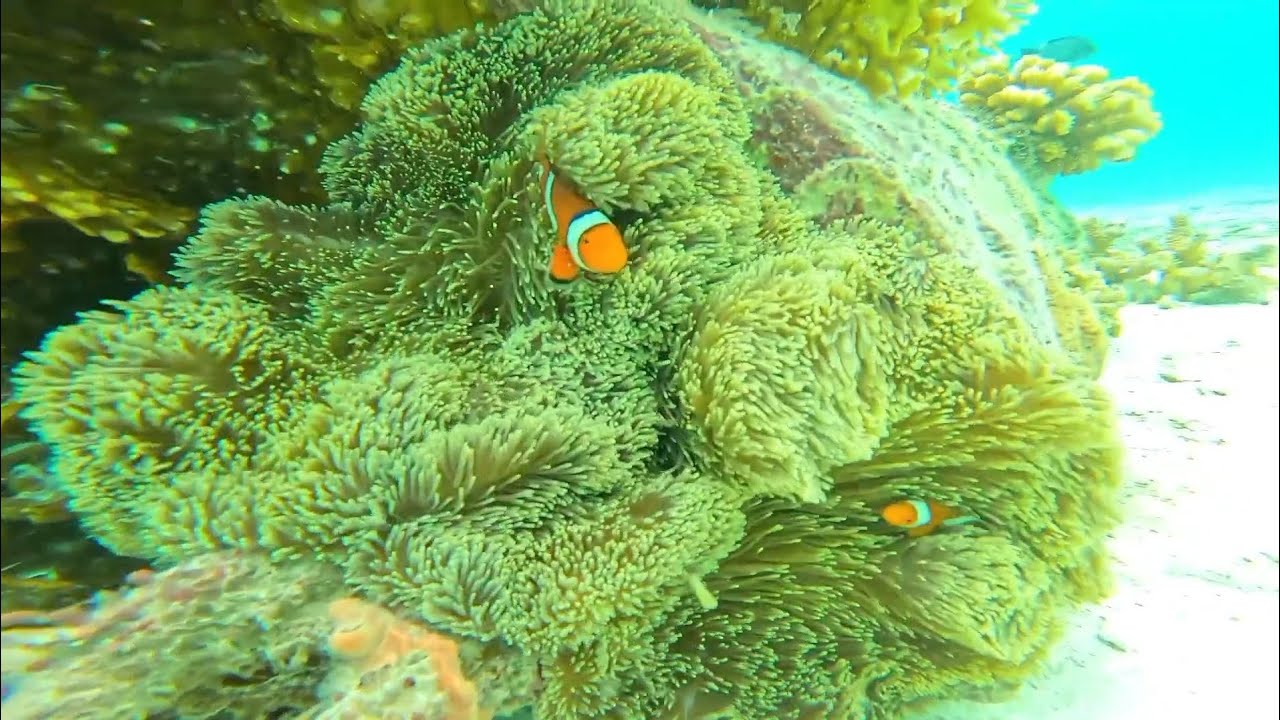 Underwater view