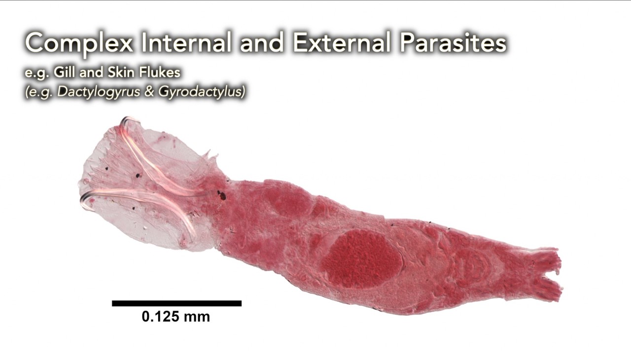 How to Diagnose and Treat Complex Internal and External Parasites #fishdisease #howto #parasites