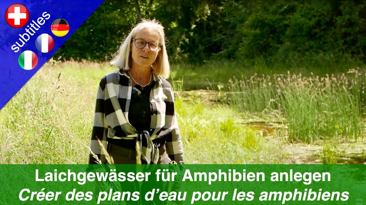 Laichgewässer für Amphibien schaffen