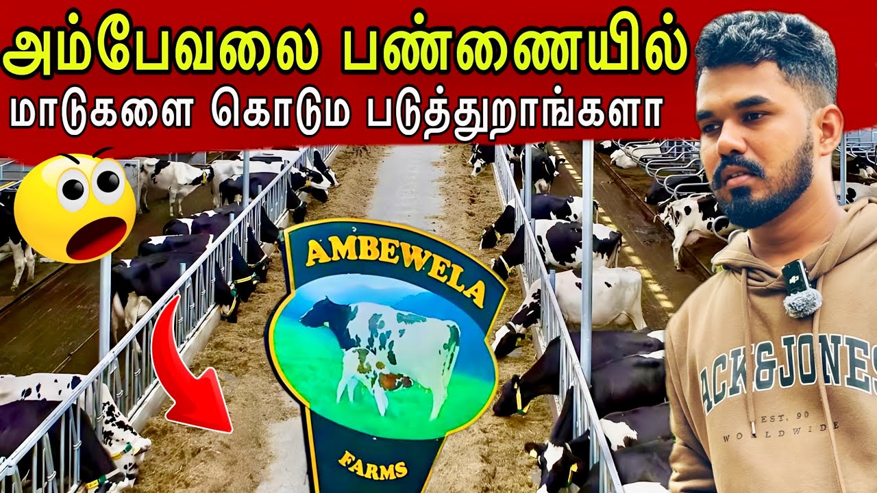 அம்பேவலை பண்ணை 🍃 | இலங்கையின் சிறிய நியூசிலாந்து! | Ambewela Farm Vlog