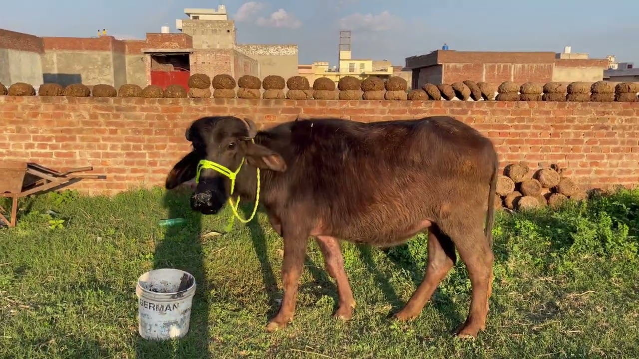 Adil chohan نیلی جھوٹی دوندی 🐄🐂🐄🐃🦅 Adilchohan vlog