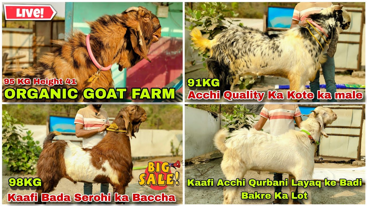 Qurbani Layaq ke Acchi Badi Bakre Ka Lot Quality Wale Starting Price 25000 organic Goat farm 