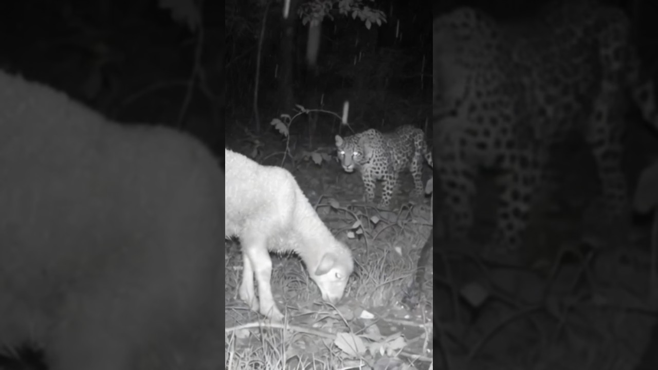 The Animal Kingdom's Most Unexpected Rescue Missions (experiment)