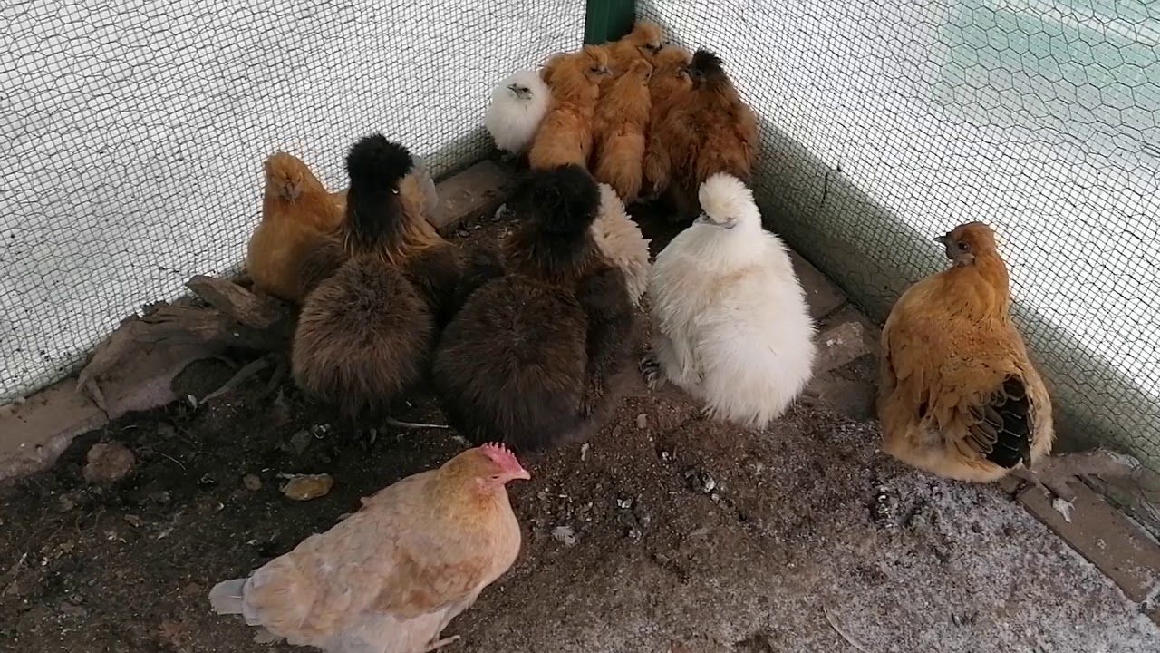 Seidenhühner im Winter bei Schnee🐔🐔☃️