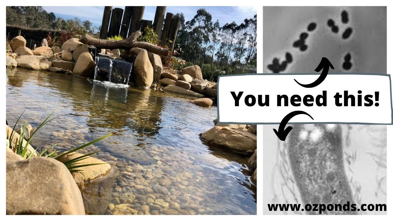 Beneficial bacteria for ponds| Do you need it?